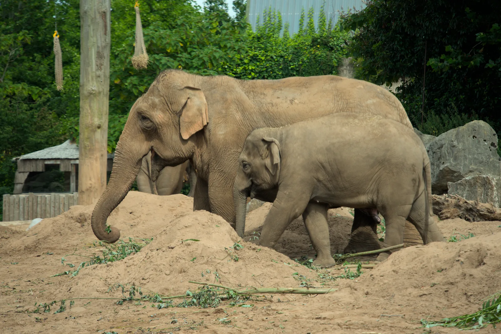Two elephants standing together, with a younger elephant beside the larger one.